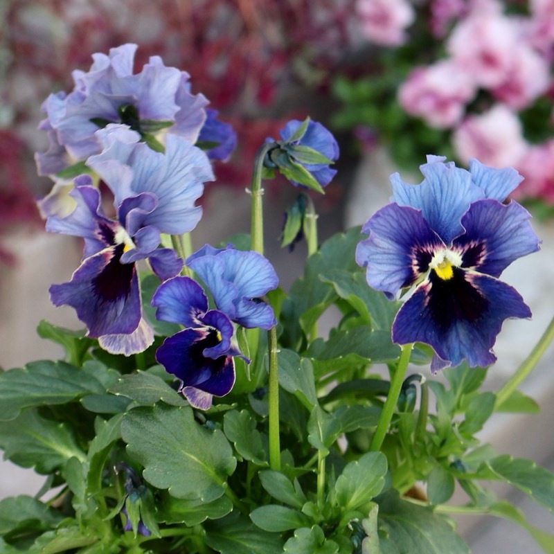 画像の現品1点限り》石川園芸さんのビオラ「レディ」＜25SP06＞