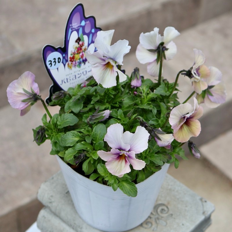 2026年NEW画像撮影》画像の現品1点限り!!うえたビオラ「パピヨン