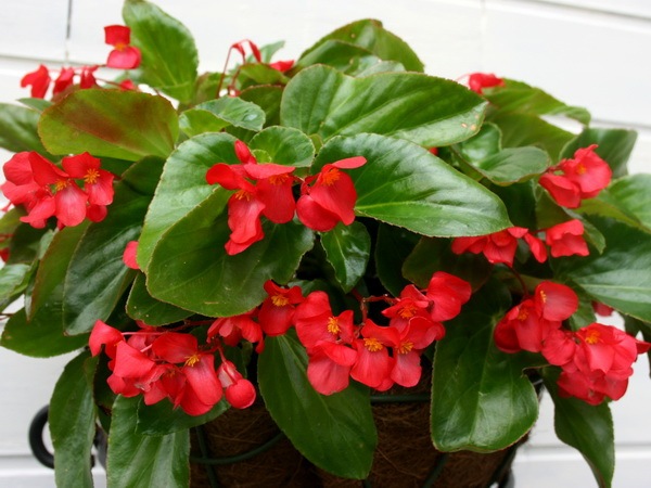 木立ベゴニア ドラゴンウイング レッド