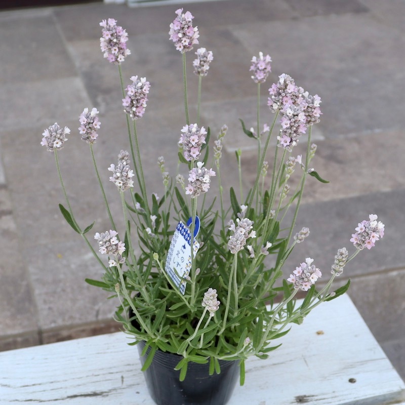 ラベンダー様cubk フレンチラベンダー：ピンクスター3.5号ポット 6株セット の通販