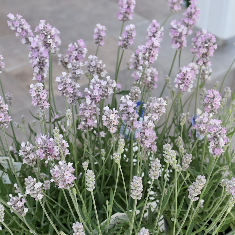 ラベンダー様cubk フレンチラベンダー：ピンクスター3.5号ポット 6株セット の通販