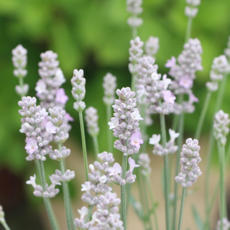 イングリッシュラベンダー「北のしずく」ピンク(3.5号ポット)