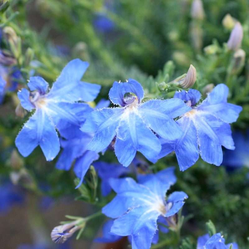 初恋草「ブルーハイランド」を含む画像の4色☆4株セット【3.5号鉢】