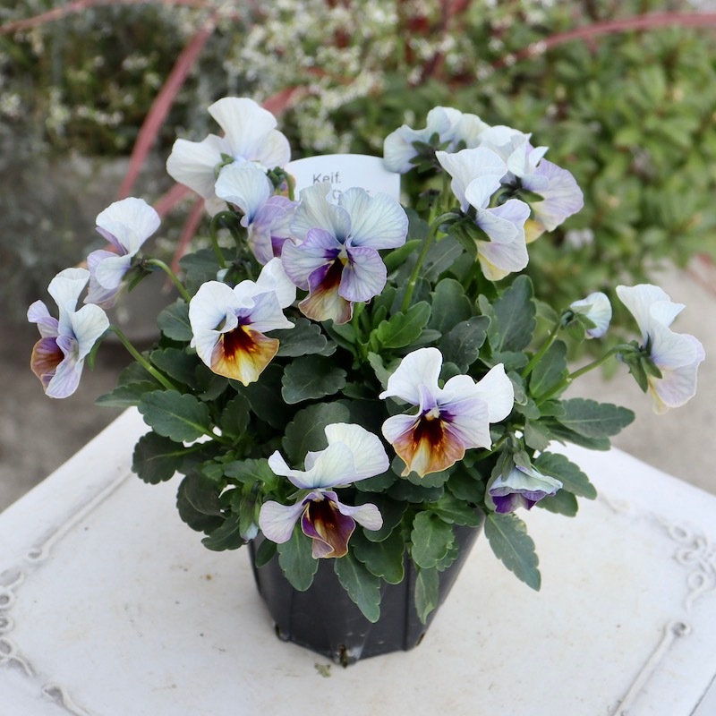 画像の現品1点限り!! 超良株☆桂楓園さんのクリオネパンジー「マジック