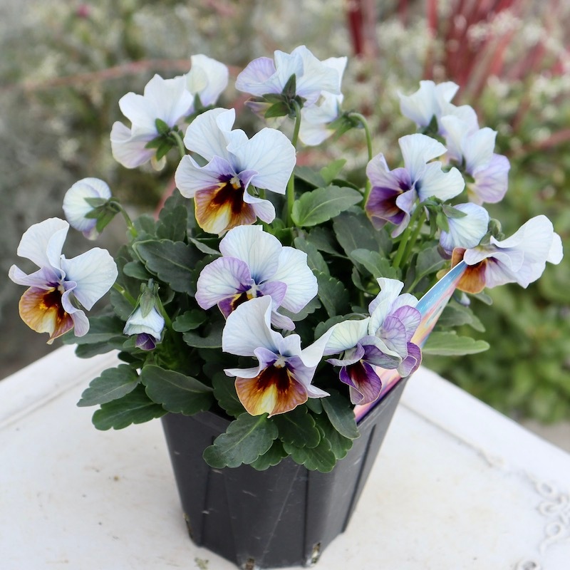 画像の現品1点限り!! 超良株☆桂楓園さんのクリオネパンジー「マジック