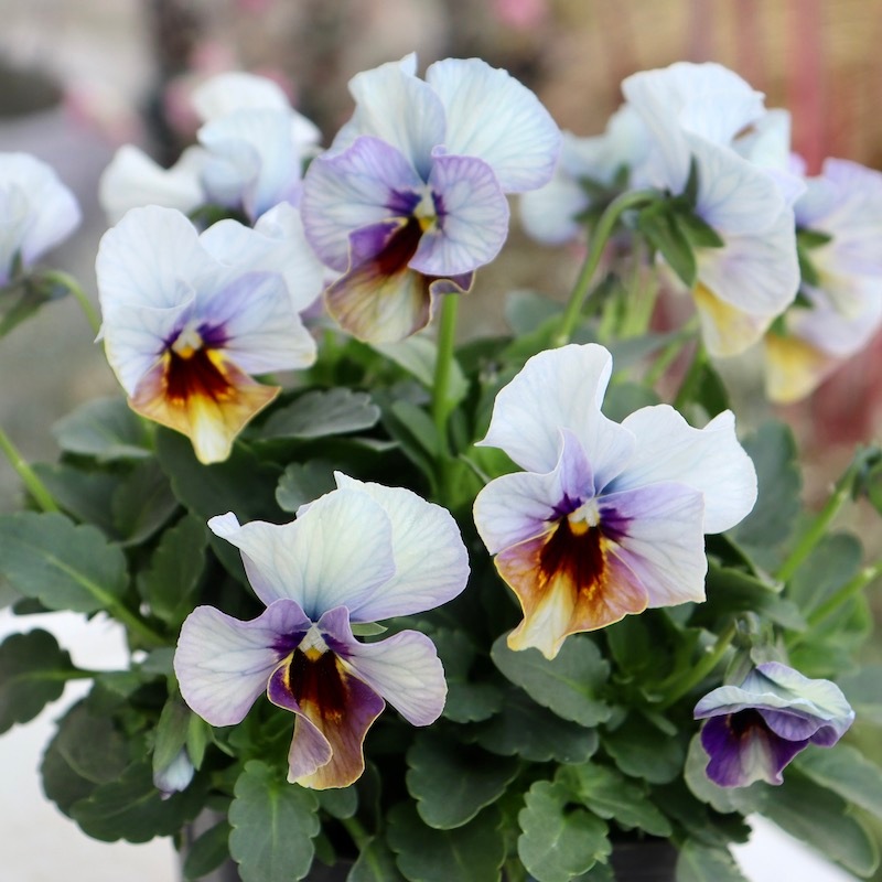 画像の現品1点限り!! 超良株☆桂楓園さんのクリオネパンジー「マジック