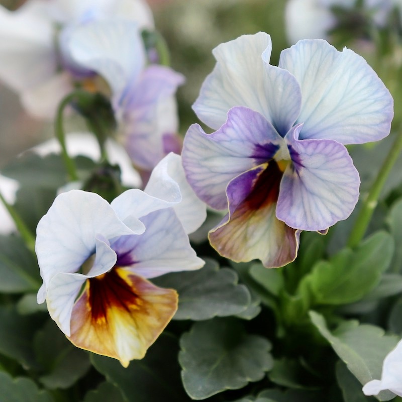 画像の現品1点限り!! 超良株☆桂楓園さんのクリオネパンジー「マジック