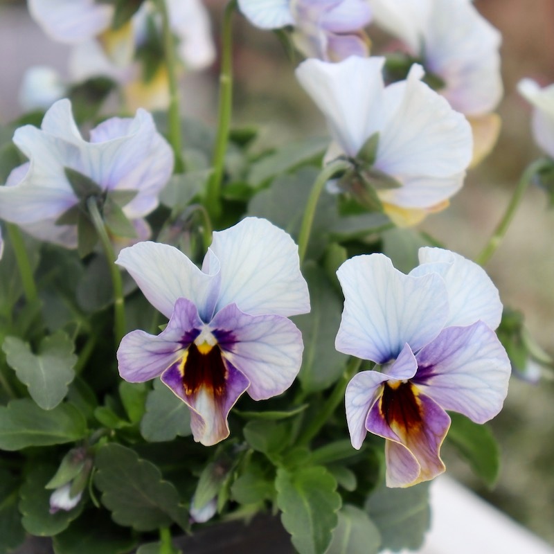 桂楓園 ビオラレディ フェデネージュブルー マジックアワー 画像の現品