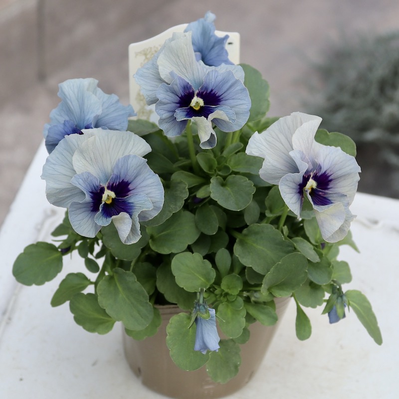 画像の現品!!石川園芸さんのビオラ「レディ」＜23-10＞