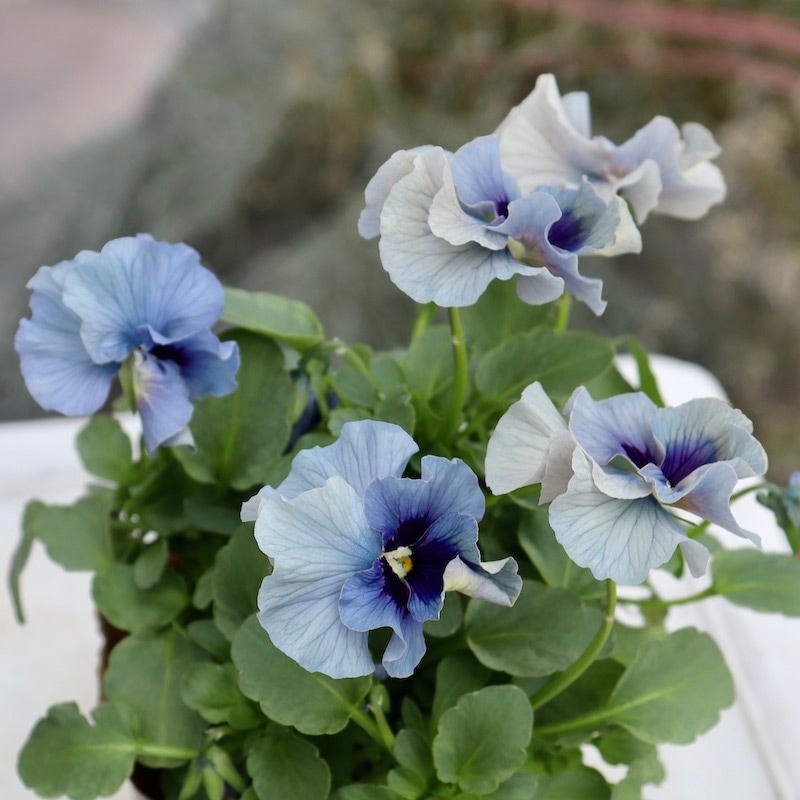 画像の現品!!石川園芸さんのビオラ「レディ」＜23-10＞