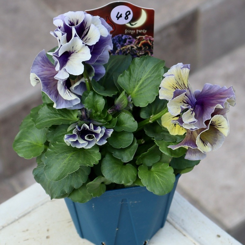 ドラキュラ　パンジー 画像でざっくりの色を選べる!! サトウ園芸さんのパンジー「ドラキュラ