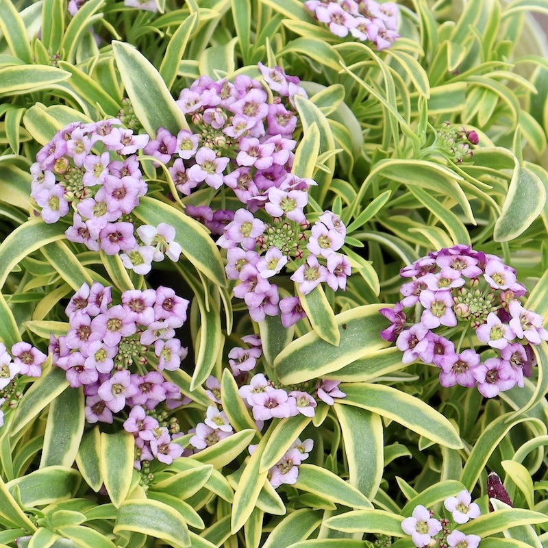 栄養系四季咲き♪斑入りアリッサム「ハッピーポンポン」(3号ロングポット)