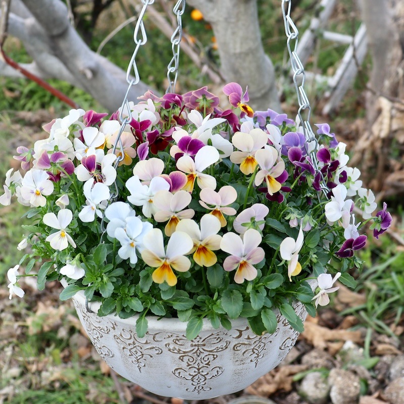 画像の現品1点限り☆ゲブラ育種ビオラ・ボリューム満点ミックス苗・1番