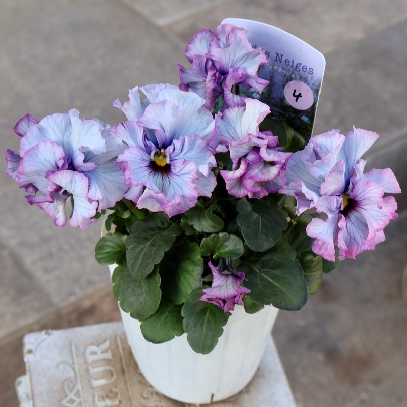 25年秋-26年春の新品種 》現品1点限り☆桂楓園さんのパンジー「フェデ