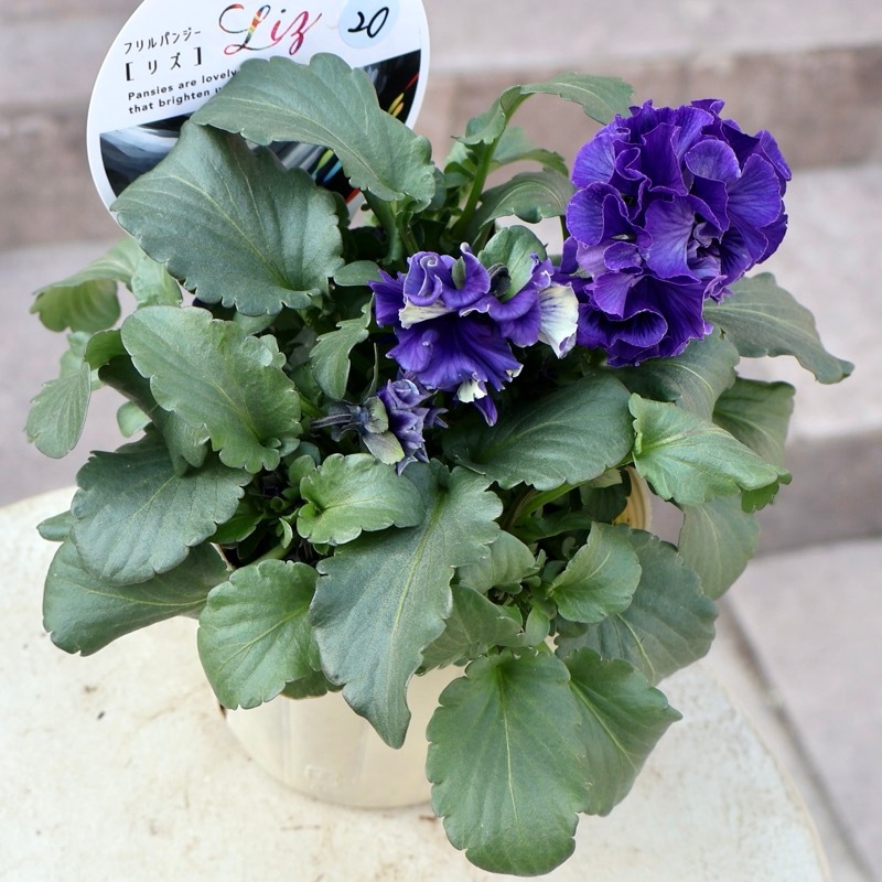 超希少☆限定入荷の試作品種《画像の現品1点限り》フリルパンジー