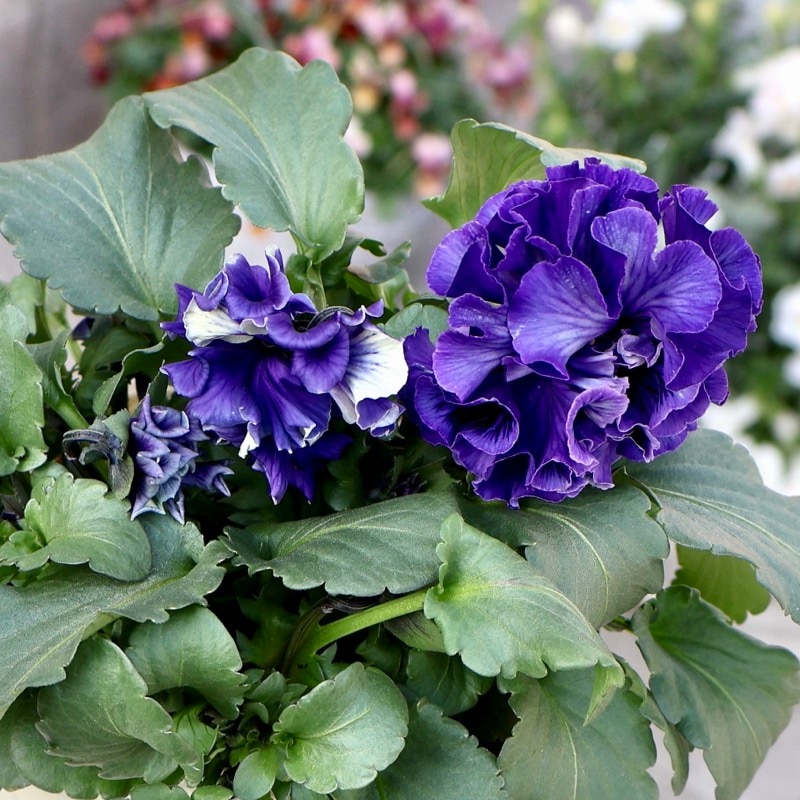 超希少☆限定入荷の試作品種《画像の現品1点限り》フリルパンジー