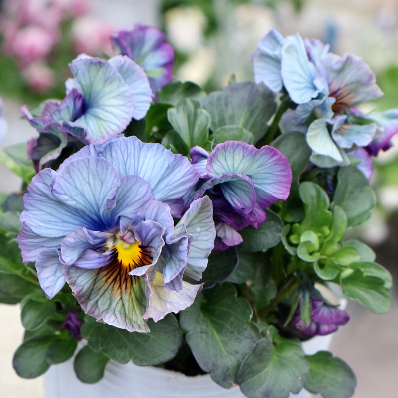 現品1点限り》超希少&超良株☆桂楓園さんのパンジー「フェデネージュ