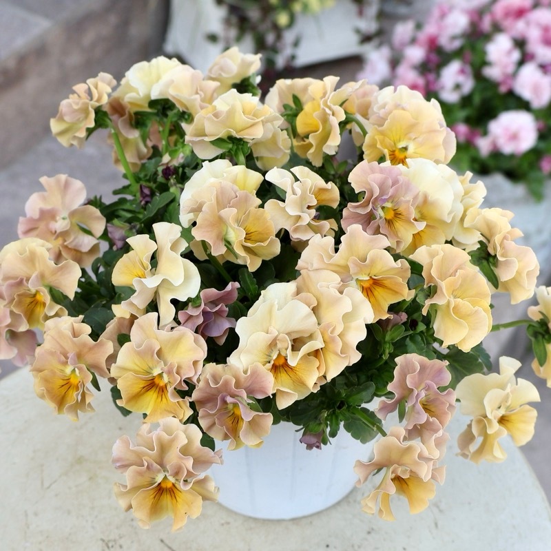 画像の現品1点限り》超良株☆花日和さんのフリル咲きビオラ「華あられ