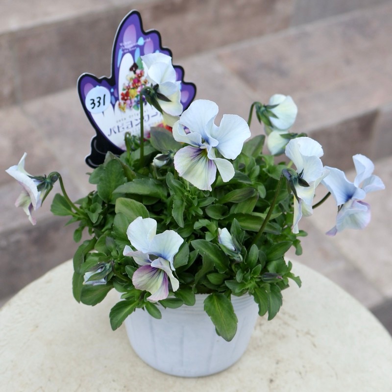 2026年NEW画像撮影》画像の現品1点限り!!うえたビオラ「パピヨン