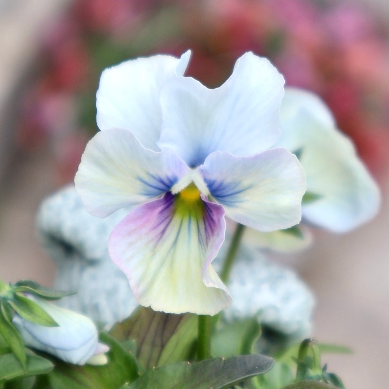 2026年NEW画像撮影》画像の現品1点限り!!うえたビオラ「パピヨン