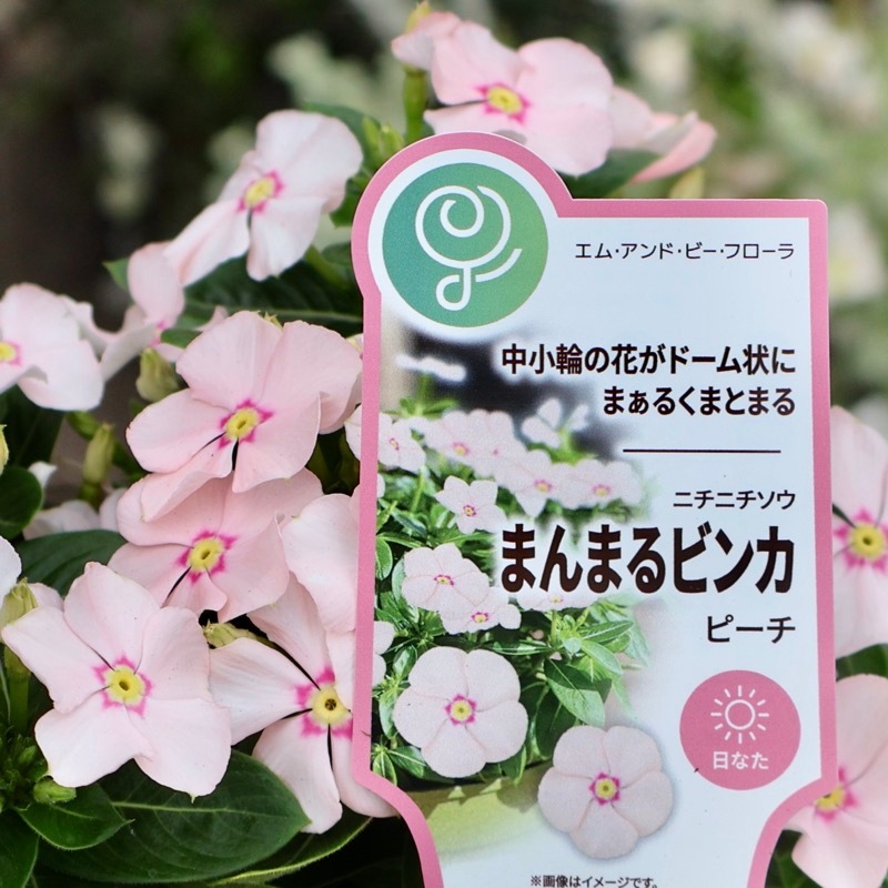 ぴ*ん様 3441☘️花、タグ付☘️プチドール⭐️超小輪⭐️超コンパクト⭐️繊細 おしゃれ系ニチニチソウ 夏色ミックス中輪～極小輪3個～【花苗 3.5号