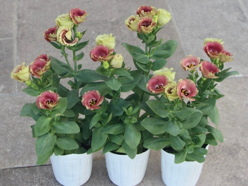 トルコキキョウ・プッチーノ「チョコ」(3号ロングポット)