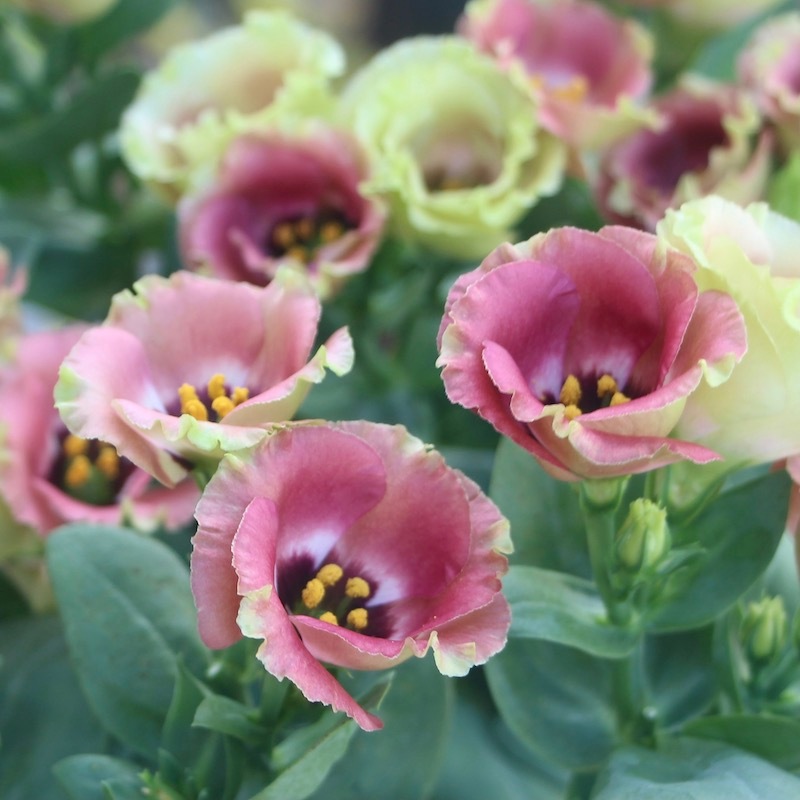 トルコキキョウ・プッチーノ「チョコ」(3号ロングポット)