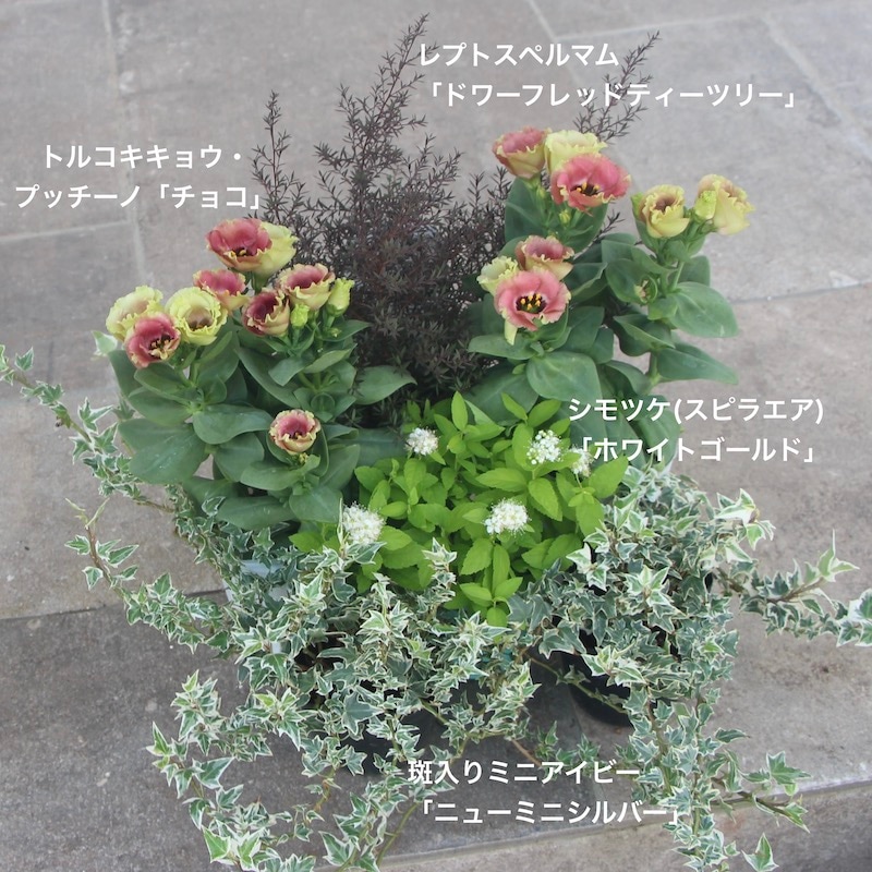 トルコキキョウ・プッチーノ「チョコ」(3号ロングポット)