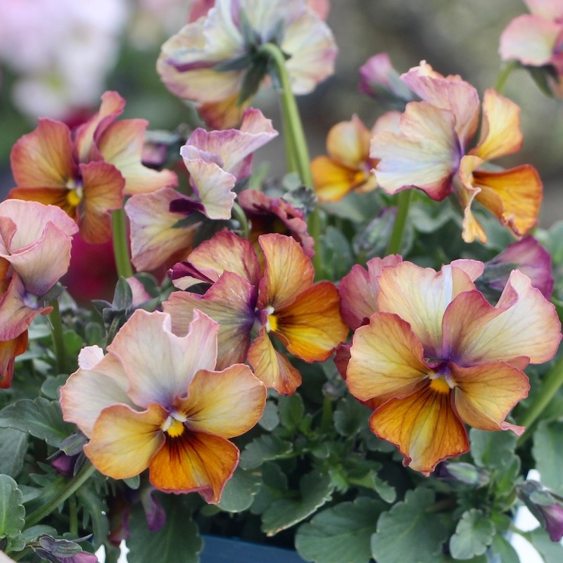 1点限り☆スペシャルなサトウ園芸さんのビオラ・ヌーヴェルヴァーグ