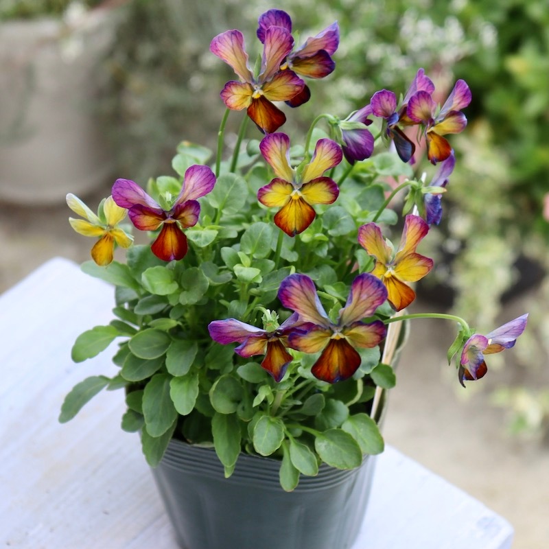 画像の現品!!1点限り☆ゲブラさん育種ビオラの新品種「アマゾネス」9番