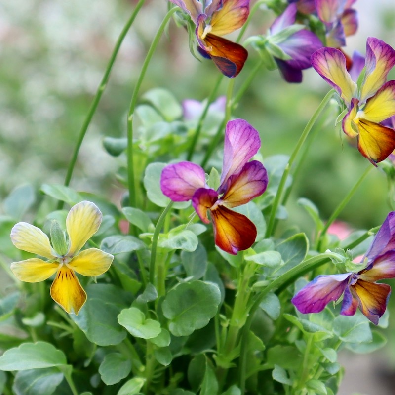 画像の現品!!1点限り☆ゲブラさん育種ビオラの新品種「アマゾネス」9番