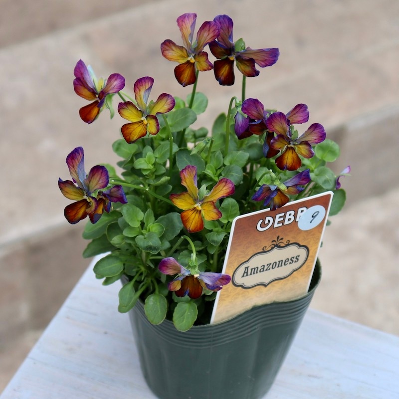 画像の現品!!1点限り☆ゲブラさん育種ビオラの新品種「アマゾネス」9番