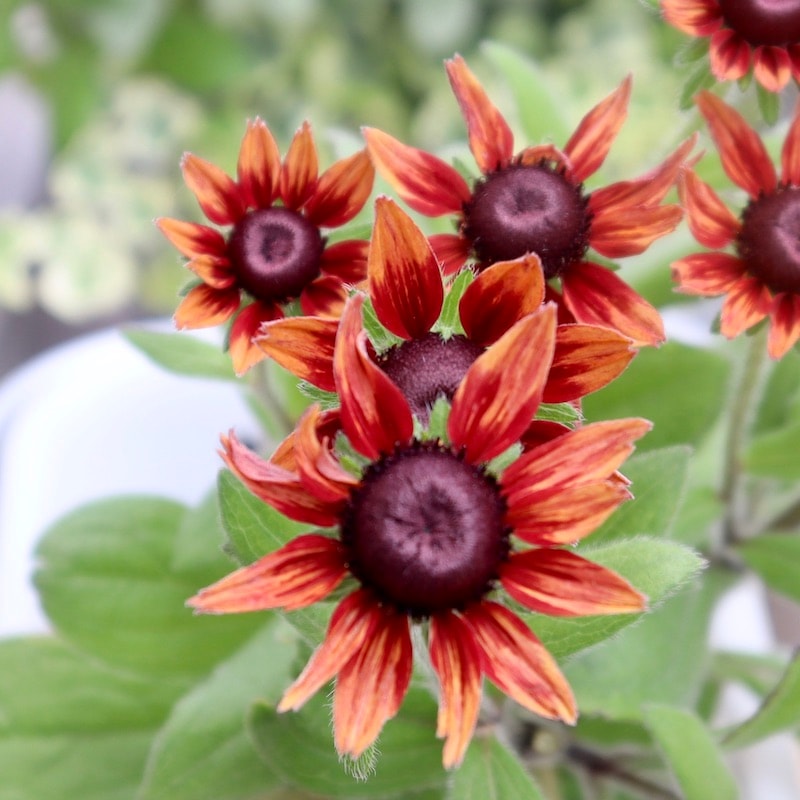 画像の現品!!希少苗☆ルドベキア・チェリーブランデー☆No.3(3.5号ポット)