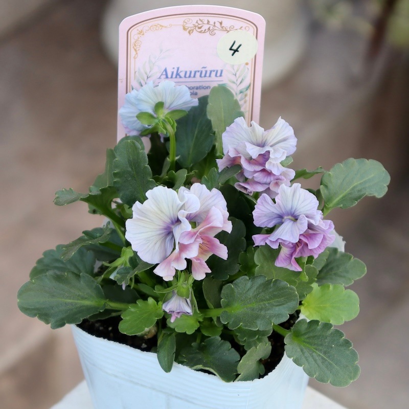 Mie様 大輪ビオラ アイクルール 昼下り水辺のアリス ビオラアイク