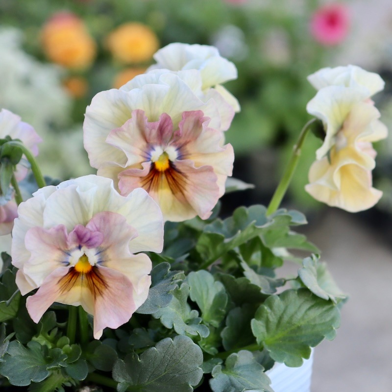 画像の現品1点限り!!桐生ふぁ~む×花日和さんのビオラ「アイクルール