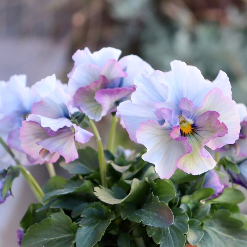 画像と同じ色の花♪1点限り☆桂楓園さんのパンジー「フェデネージュ