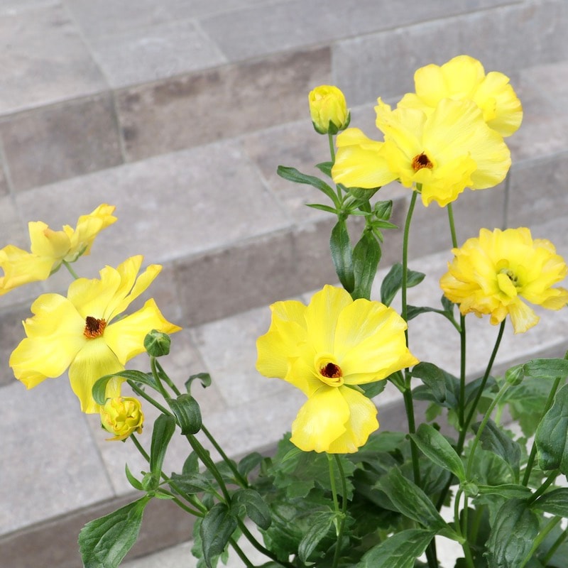 画像(最後の3枚)の現品1点限り☆ラナンキュラス・ラックス「アルテミス