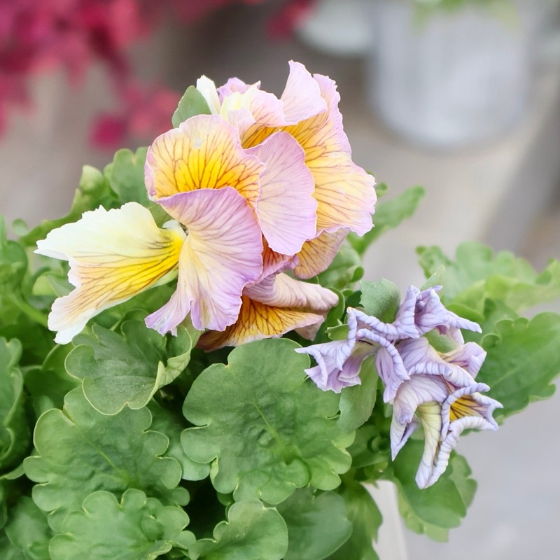 現品1点限り☆2025年NEWの希少品種☆フリルパンジー「彩翠華(さい