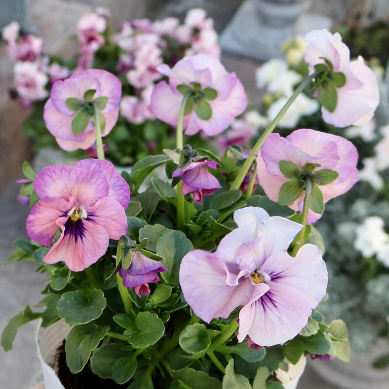 どの子も可愛い♪画像の現品いずれか☆高知・植田さんのビオラ☆試験