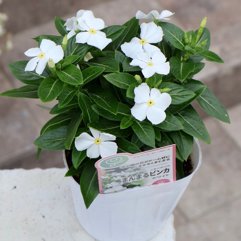みんな大好きな純白♪《中小輪花で花付き抜群!!》こんもりビンカ