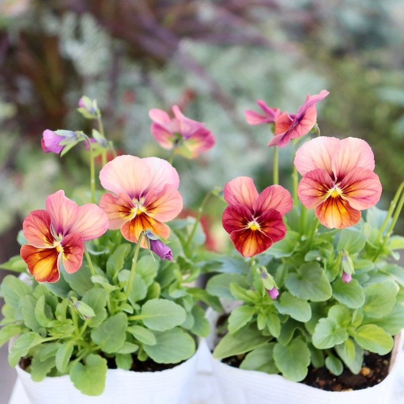 ビオラ・なごみももか「しんしん」3番(3.5号ポット)