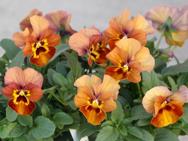 ビオラ・なごみももか「しんしん」3番(3.5号ポット)