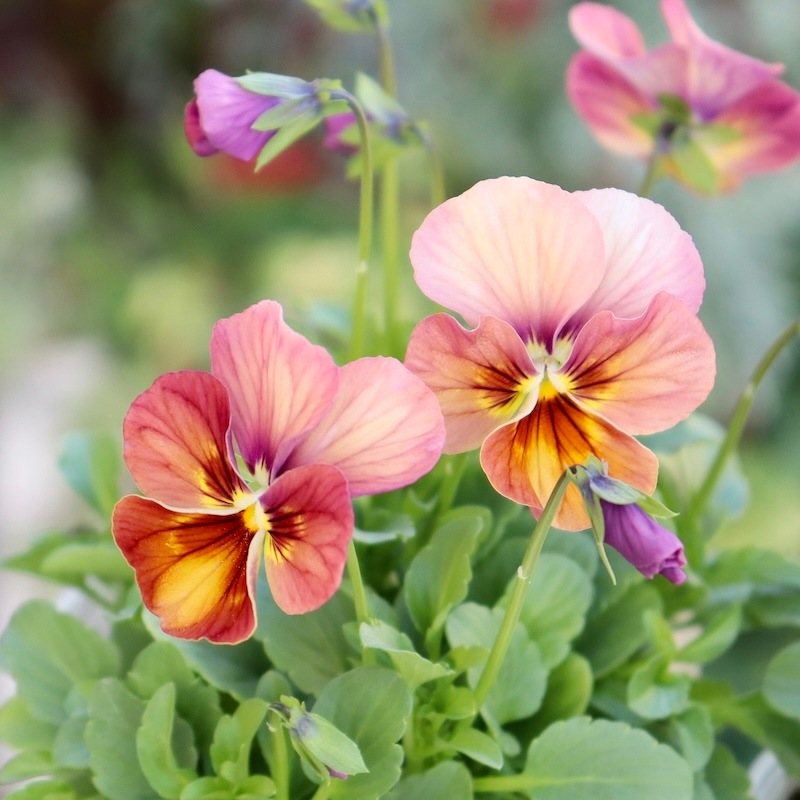 ビオラ・なごみももか「しんしん」3番(3.5号ポット)