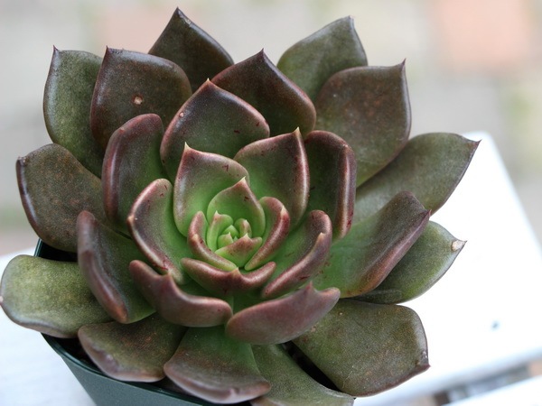 2_000000003210.jpg?1678209904