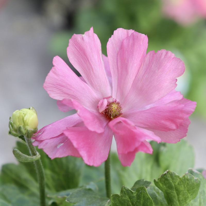 画像の現品!! 【5号鉢】綾園芸さんのラナンキュラス「セイレン」2024年2番