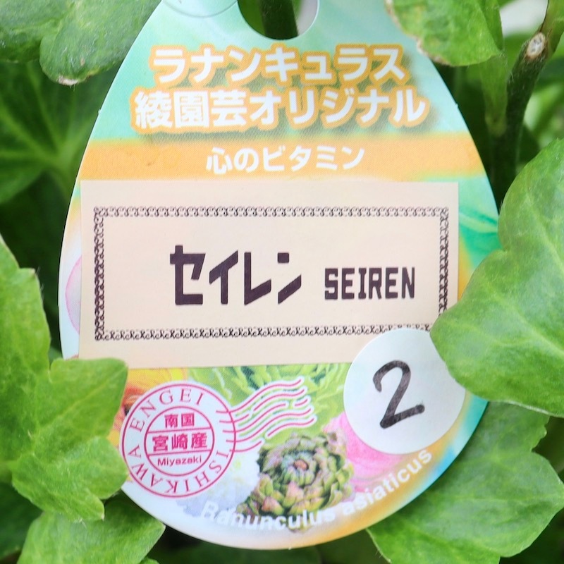 画像の現品!! 【5号鉢】綾園芸さんのラナンキュラス「セイレン 画像の現品!! 【5号鉢】綾園芸さんのラナンキュラス「セイレン