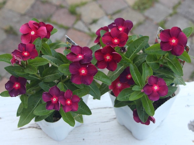 みち【人気・ポットまま発送】北島園芸オリジナルビンカ6点セット 北島園芸さんのビンカ(日々草)「オリジナル(ポルカドットレッド)PD-R