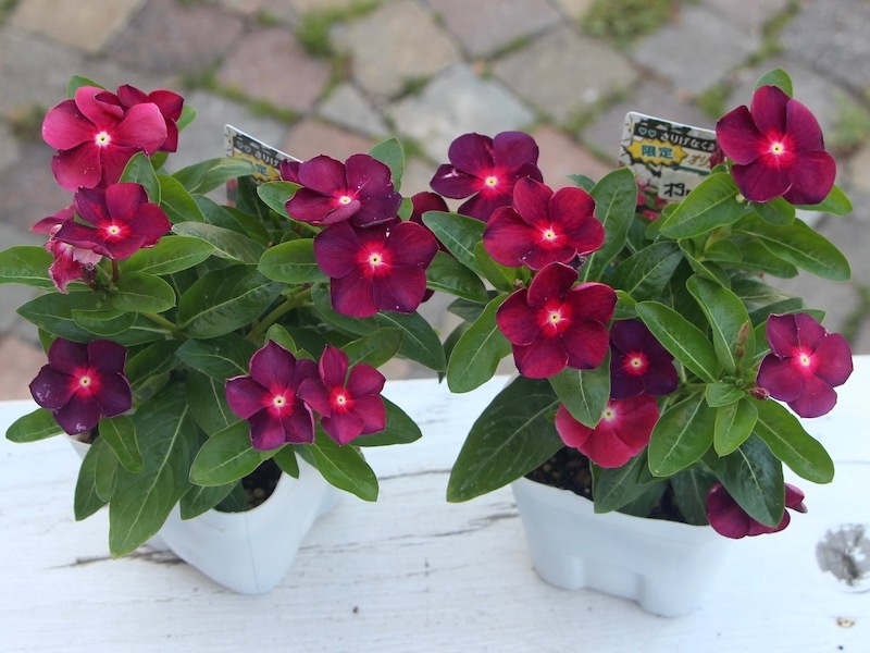 みち【人気・ポットまま発送】北島園芸オリジナルビンカ6点セット 北島園芸さんのビンカ(日々草)「オリジナル(ポルカドットレッド)PD-R