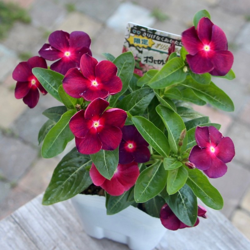北島園芸さんのビンカ(日々草)「オリジナル(ポルカドットレッド)PD-R