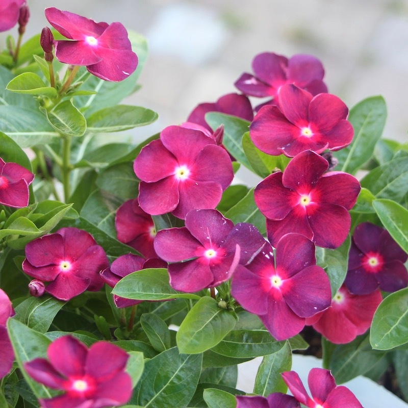 北島園芸さんのビンカ(日々草)「オリジナル(ポルカドットレッド)PD-R